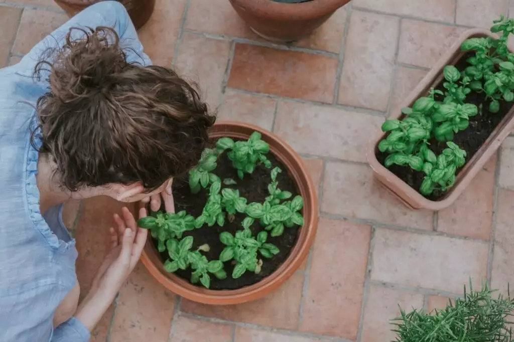 Plantas e Jardinagem